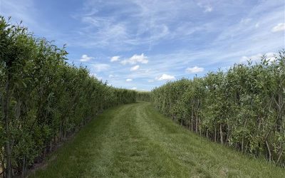 30. MÁJ 2026 – Slávnostné otvorenie projektu – Willkov park